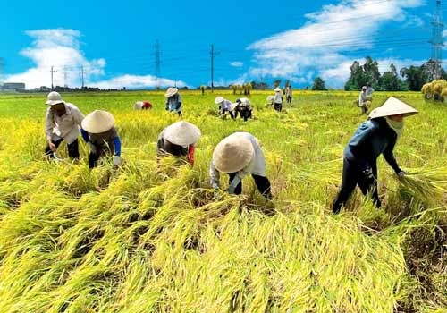 Farmers have harvested a bumper summer-fall rice crop Farmers have harvested a bumper summer-fall rice crop